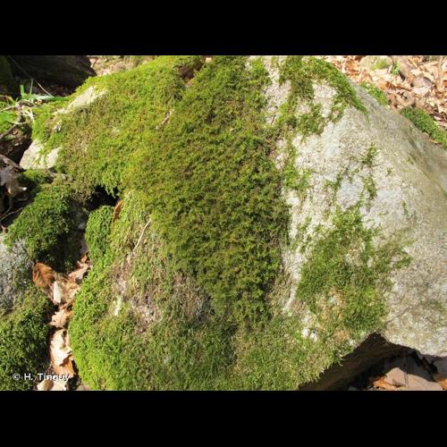 <i>Thuidium delicatulum</i> (Hedw.) Schimp., 1852 © H. Tinguy