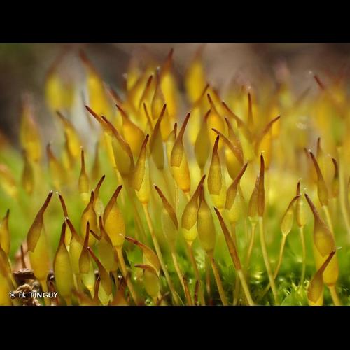<i>Tortula lindbergii</i> Broth., 1892 &copy; H. TINGUY
