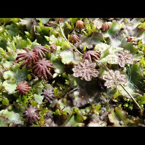 <i>Marchantia polymorpha </i>subsp.<i> montivagans</i> Bischl. & Boissel.-Dub., 1991 © H. TINGUY