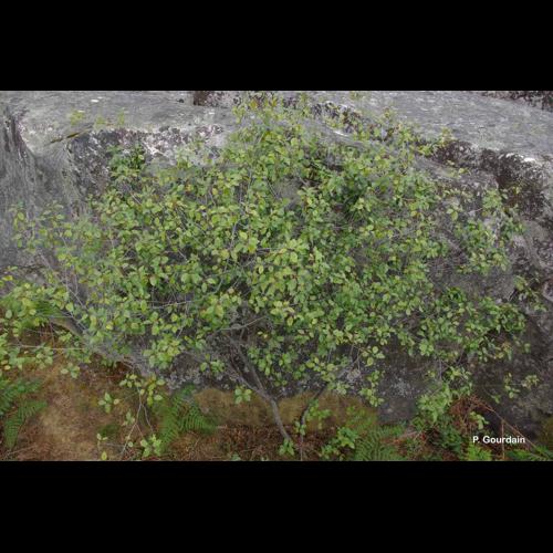 <i>Frangula alnus </i>Mill., 1768 subsp.<i> alnus</i> © P. Gourdain
