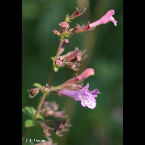 <i>Clinopodium nepeta </i>subsp.<i> sylvaticum</i> (Bromf.) Peruzzi & F.Conti, 2008 © S. Filoche