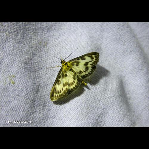 <i>Anania hortulata</i> (Linnaeus, 1758) &copy; O. Roquinarc'h