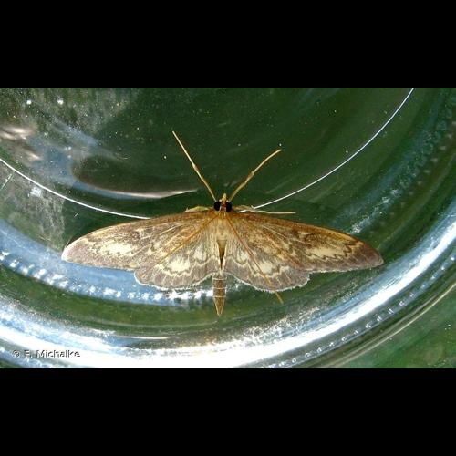 <i>Anania lancealis</i> (Denis & Schiffermüller, 1775) &copy; F. Michalke