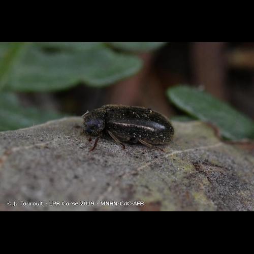 <i>Hyperisus plumbeum</i> (Illiger, 1801) © J. Touroult - LPR Corse 2019 - MNHN-CdC-AFB
