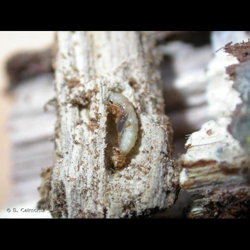 <i>Mycetochara maura</i> (Fabricius, 1792) © B. Calmont