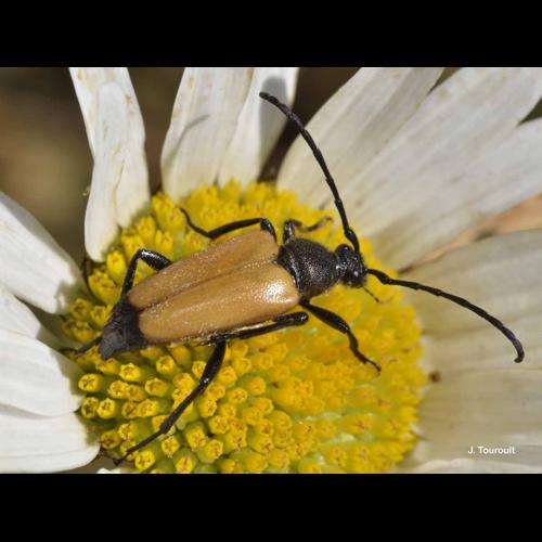 <i>Stictoleptura fulva</i> (De Geer, 1775) © J. Touroult