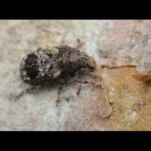 <i>Pseudeuparius sepicola</i> (Fabricius, 1792) © J. Touroult