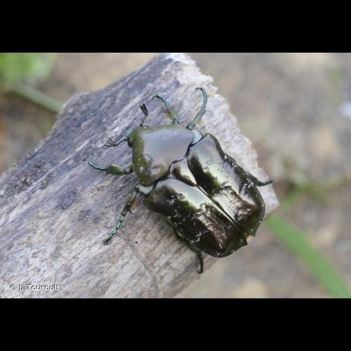 <i>Liocola marmorata marmorata</i> (Fabricius, 1792) © J. Touroult