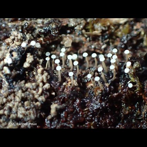 <i>Physarum album</i> (Bull.) Chevall., 1826 © A.M. Rantet-Poux