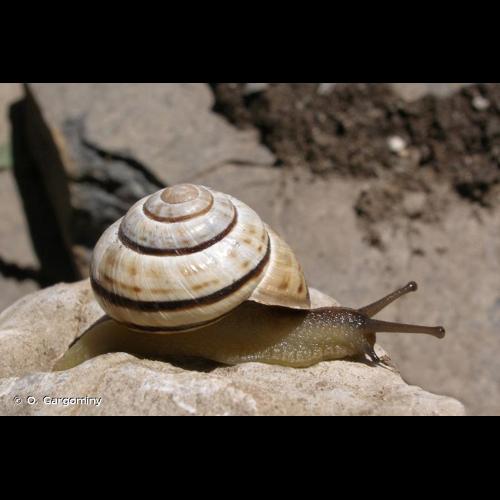 <i>Macularia sylvatica</i> (Draparnaud, 1801) © O. Gargominy