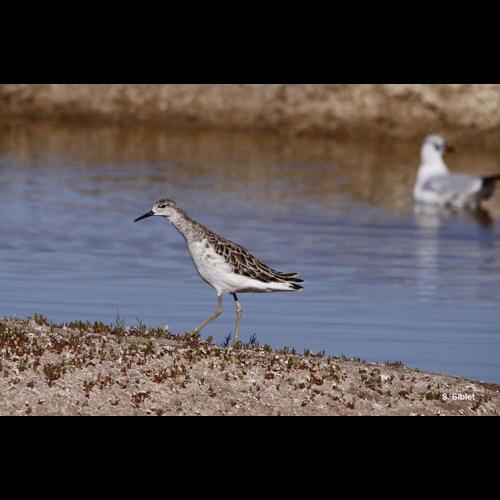 <i>Calidris pugnax</i> (Linnaeus, 1758) © S. Siblet