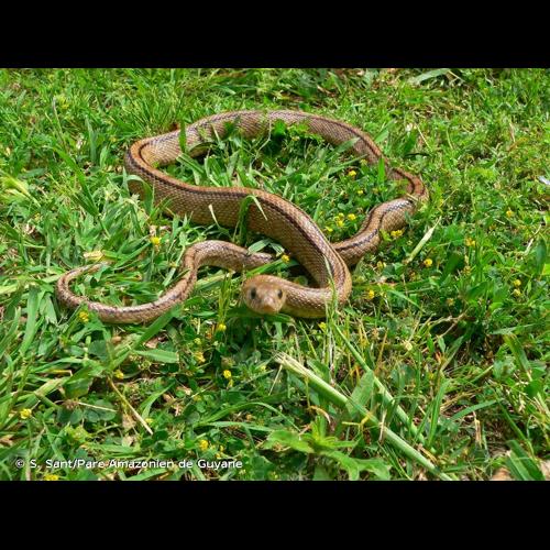 <i>Zamenis scalaris</i> (Schinz, 1822) &copy; S. Sant/Parc Amazonien de Guyane