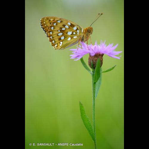 <i>Speyeria aglaja</i> (Linnaeus, 1758) © E. SANSAULT - ANEPE Caudalis