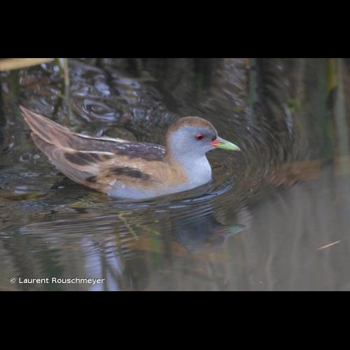 <i>Zapornia parva</i> (Scopoli, 1769) &copy; Laurent Rouschmeyer