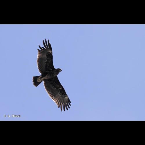 <i>Clanga clanga</i> (Pallas, 1811) © S. Siblet