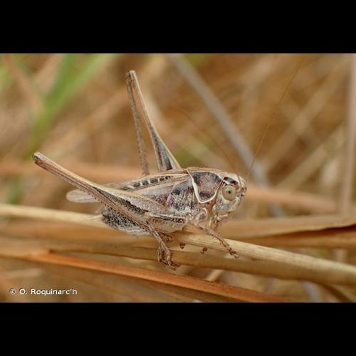 <i>Tessellana tessellata</i> (Charpentier, 1825) © O. Roquinarc'h