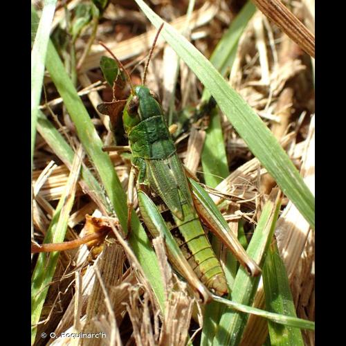 <i>Pseudochorthippus parallelus</i> (Zetterstedt, 1821) © O. Roquinarc'h