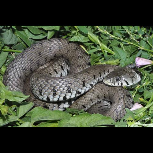 <i>Natrix helvetica</i> (Lacepède, 1789) &copy; F. Serre Collet
