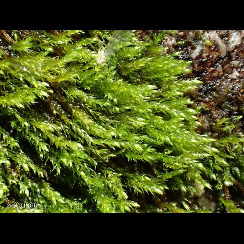 <i>Hygroamblystegium fluviatile</i> (Hedw.) Loeske, 1903 © H. TINGUY