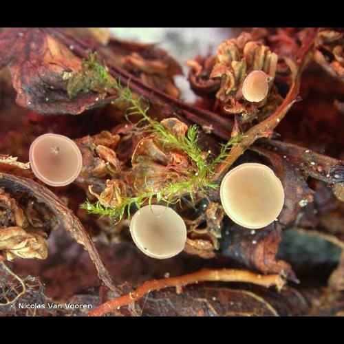 <i>Ciboria acerina</i> Whetzel & N.F.Buchw. ex J.W.Groves & M.E.Elliott, 1961 © Nicolas Van Vooren