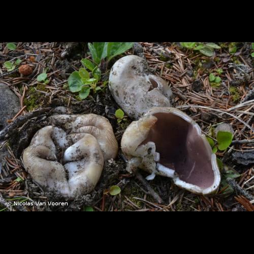 <i>Sarcosphaera coronaria</i> (Jacq.) J.Schröt., 1893 © Nicolas Van Vooren