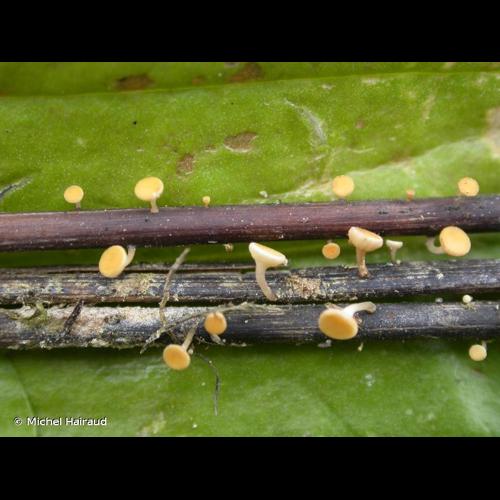 <i>Hymenoscyphus scutula </i>var.<i> suspectus</i> (Nyl.) P.Karst. © Michel Hairaud