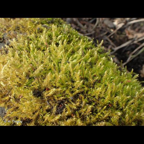 <i>Leptodictyum riparium</i> (Hedw.) Warnst., 1906 &copy; H. Tinguy
