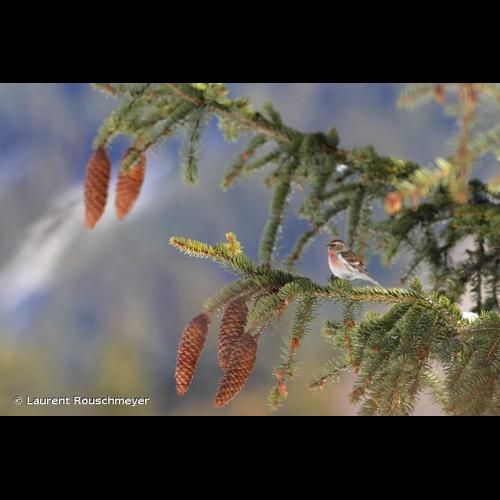 <i>Acanthis flammea cabaret</i> (Muller, 1776) © Laurent Rouschmeyer