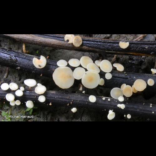 <i>Hymenoscyphus fraxineus</i> (T.Kowalski) Baral, Queloz & Hosoya, 2014 &copy; Michel Hairaud
