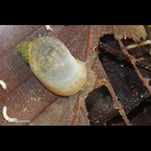 <i>Ampullaceana balthica</i> (Linnaeus, 1758) © O. Gargominy