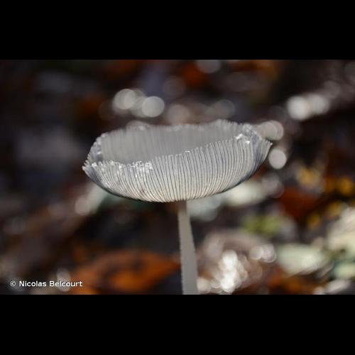 <i>Coprinopsis lagopus</i> (Fr.) Redhead, Vilgalys & Moncalvo, 2001 © Nicolas Belcourt