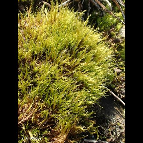 <i>Flexitrichum flexicaule</i> (Schwägr.) Ignatov & Fedosov, 2016 © H. TINGUY