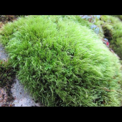 <i>Flexitrichum gracile</i> (Mitt.) Ignatov & Fedosov, 2016 © H. Tinguy