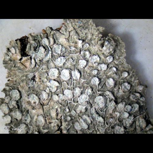 <i>Lepra albescens</i> (Huds.) Hafellner, 2016 © J. Vallade