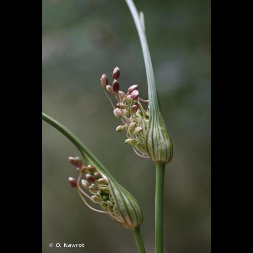 <i>Allium longispathum</i> Redouté, 1811 © O. Nawrot