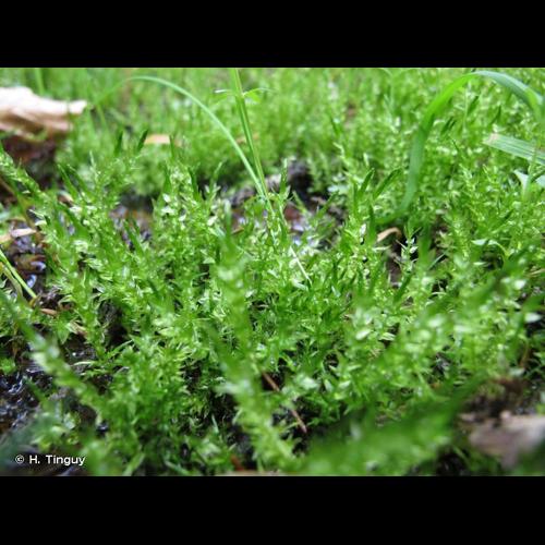 <i>Calliergon cordifolium</i> (Hedw.) Kindb., 1894 © H. Tinguy