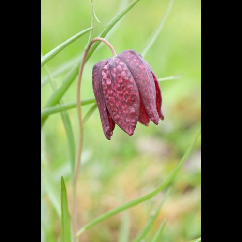 Fritillaria meleagris © PERERA S.
