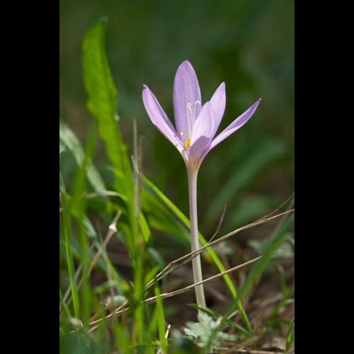 Colchicum autumnale © PERERA S.