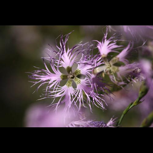 Dianthus superbus &copy; PERERA S.