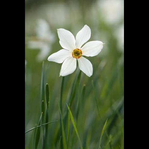 Narcissus poeticus © PERERA S.