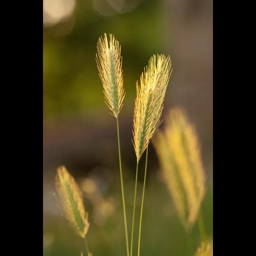 Hordeum murinum &copy; PERERA S.