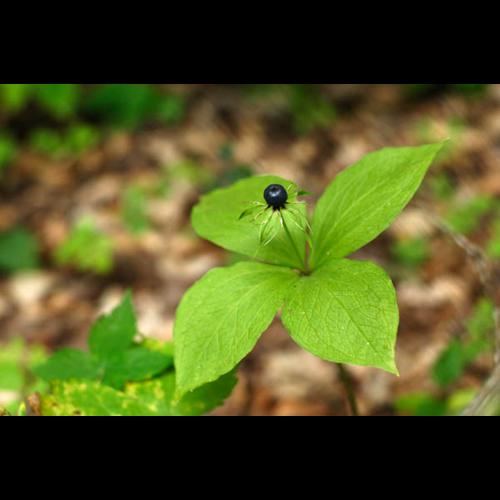 Paris quadrifolia © PERERA S.