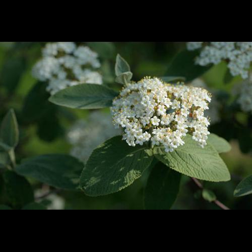 Viburnum lantana © DESCHEEMACKER A.
