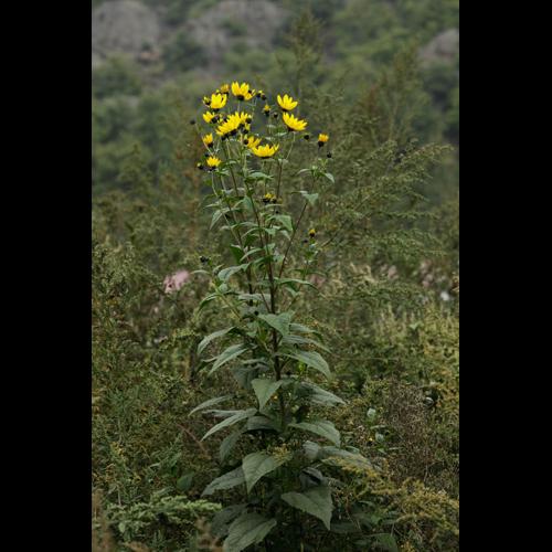 Helianthus tuberosus © DESCHEEMACKER A.