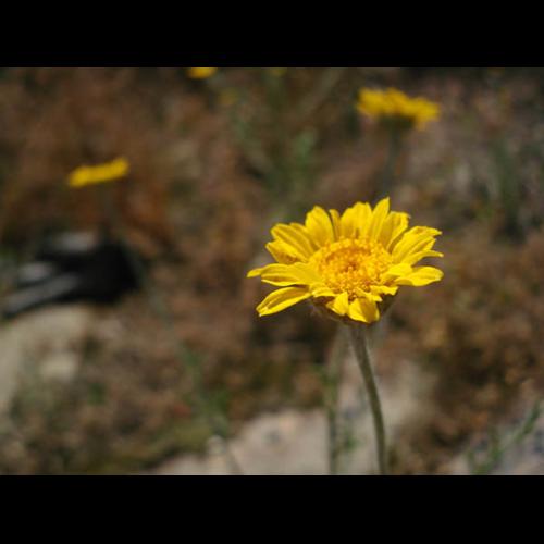 Anthemis tinctoria © NICOLAS S.