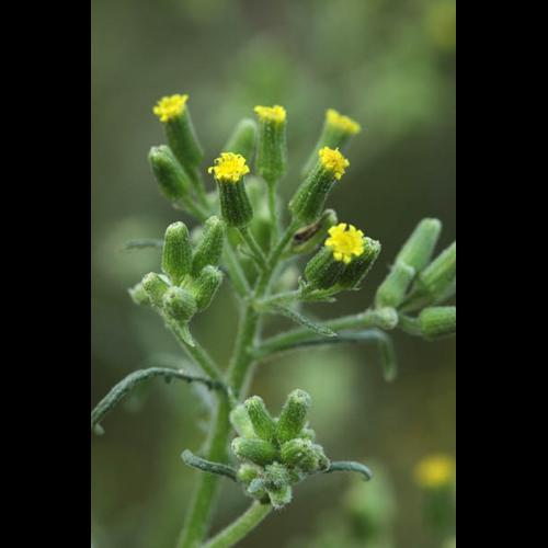 Senecio sylvaticus © DESCHEEMACKER A.