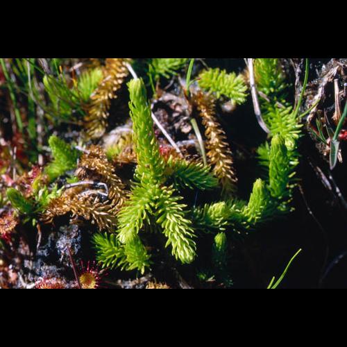 Lycopodiella inundata &copy; OLIVIER L.