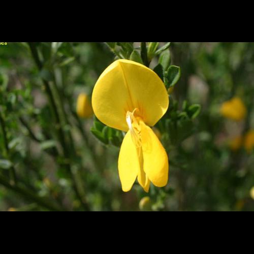 Cytisus scoparius &copy; ANONYME