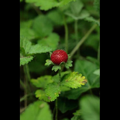 Duchesnea indica © DESCHEEMACKER A.