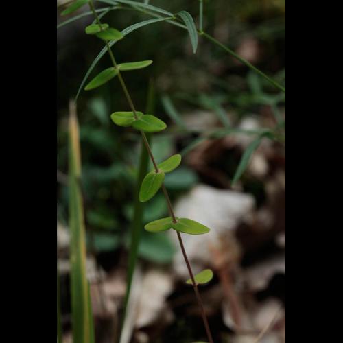 Hypericum pulchrum © DESCHEEMACKER A.